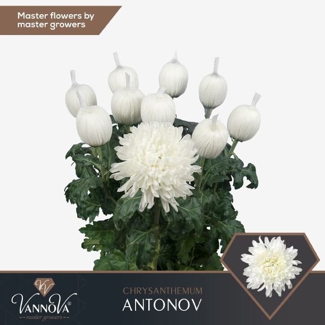 CHR G ANTONOV 75 cm/120 gram (1.32 €/ks)