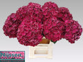 HYDR M MAG DARK RUBY 60 cm/18-22 cm (4.75 €/ks)