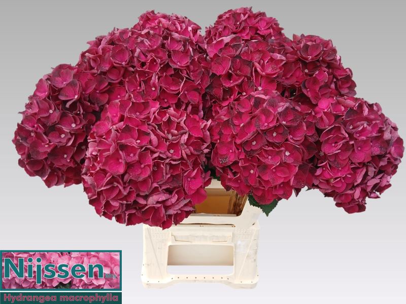 HYDR M MAG DARK RUBY 60 cm/18-22 cm (4.75 €/ks)