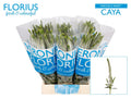 VERON SMART CAYA 50 cm/ (0.57 €/ks)