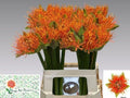 SCAD M FLAME 60 cm/ (2.82 €/ks)
