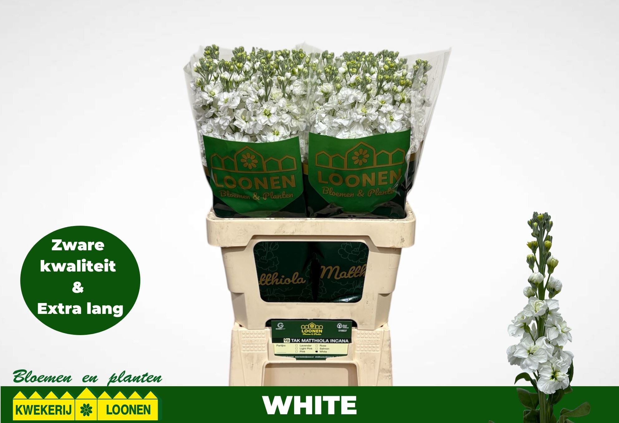 MATTH MILLA WHITE / (1.16 €/ks)