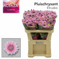 CHR G ETRUSKO 70 cm/65 gram (1.63 €/ks)