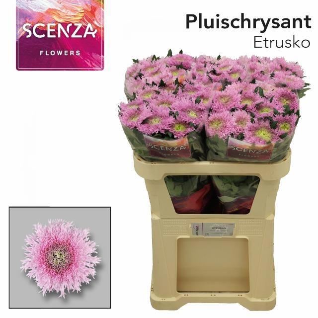 CHR G ETRUSKO 70 cm/65 gram (1.63 €/ks)
