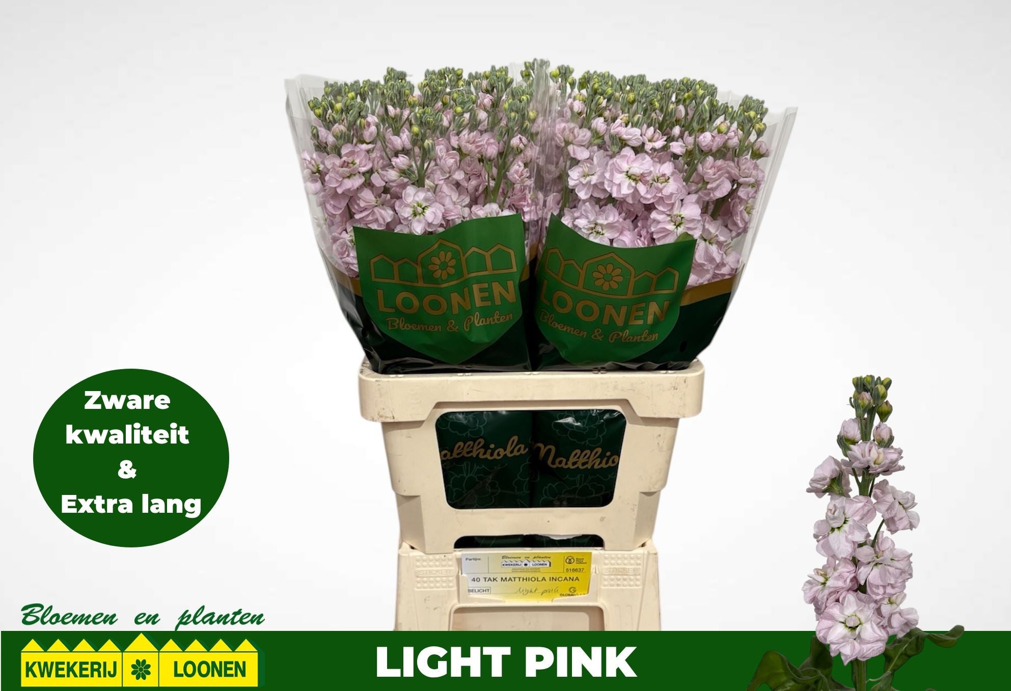 MATTH MILLA LIGHT PI / (1.35 €/ks)