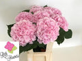 HYDR M VERENA 80 cm/ (5.13 €/ks)