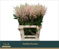 ASTIL JA EUROPA T 70 cm/ (0.42 €/ks)
