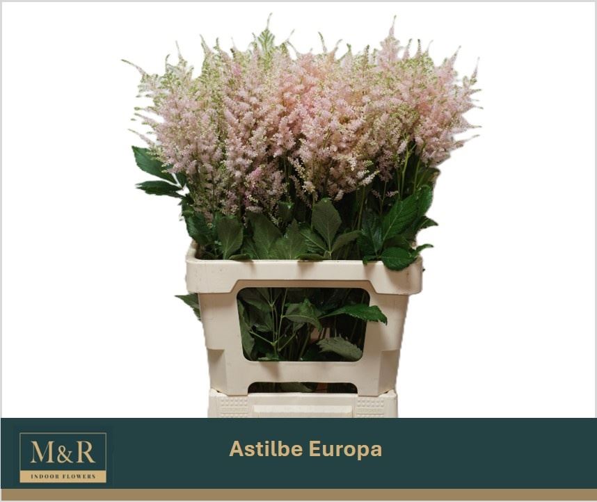 ASTIL JA EUROPA T 70 cm/ (0.42 €/ks)
