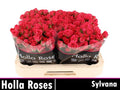 R TR SYLVANA 60 cm/minimaal 6 (1.67 €/ks)