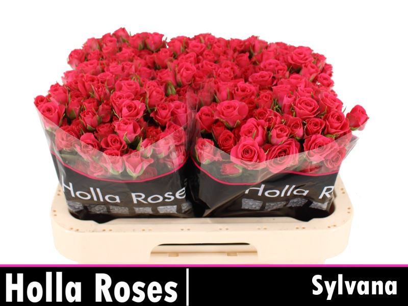 R TR SYLVANA 60 cm/minimaal 6 (1.67 €/ks)