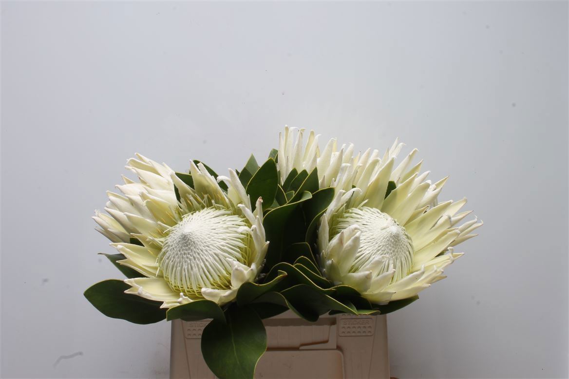 PROTEA CY AYOBA A IC 40 cm/ (5.90 €/ks)