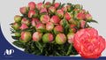PAEO CORAL SUNSET 60 cm/ (2.32 €/ks)