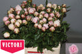 PAEO L SARA BERNHARD 60 cm/ (0.90 €/ks)