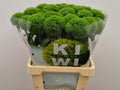 DI BARB KIWI MELLOW T 60 cm/ (0.92 €/ks)