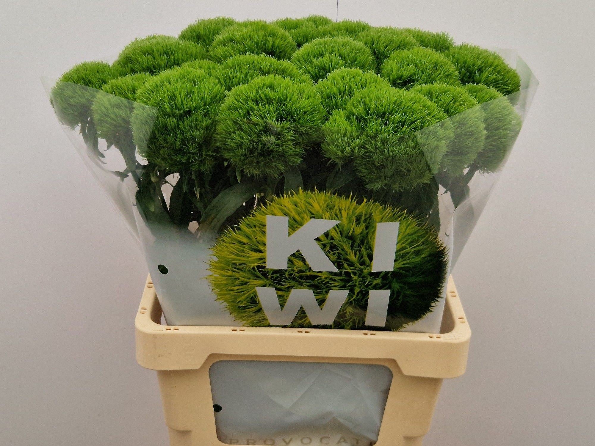 DI BARB KIWI MELLOW T 60 cm/ (0.92 €/ks)