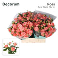 R TR FIRST DATE T 60 cm/minimaal 30 (2.28 €/ks)