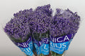 Veronica Spray Smart Fountain Blue  W 50cm/ (0.89 €/ks)
