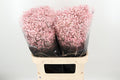 Gyps Dyed Xlence Pale Pink  W 70cm/ (1.42 €/ks)