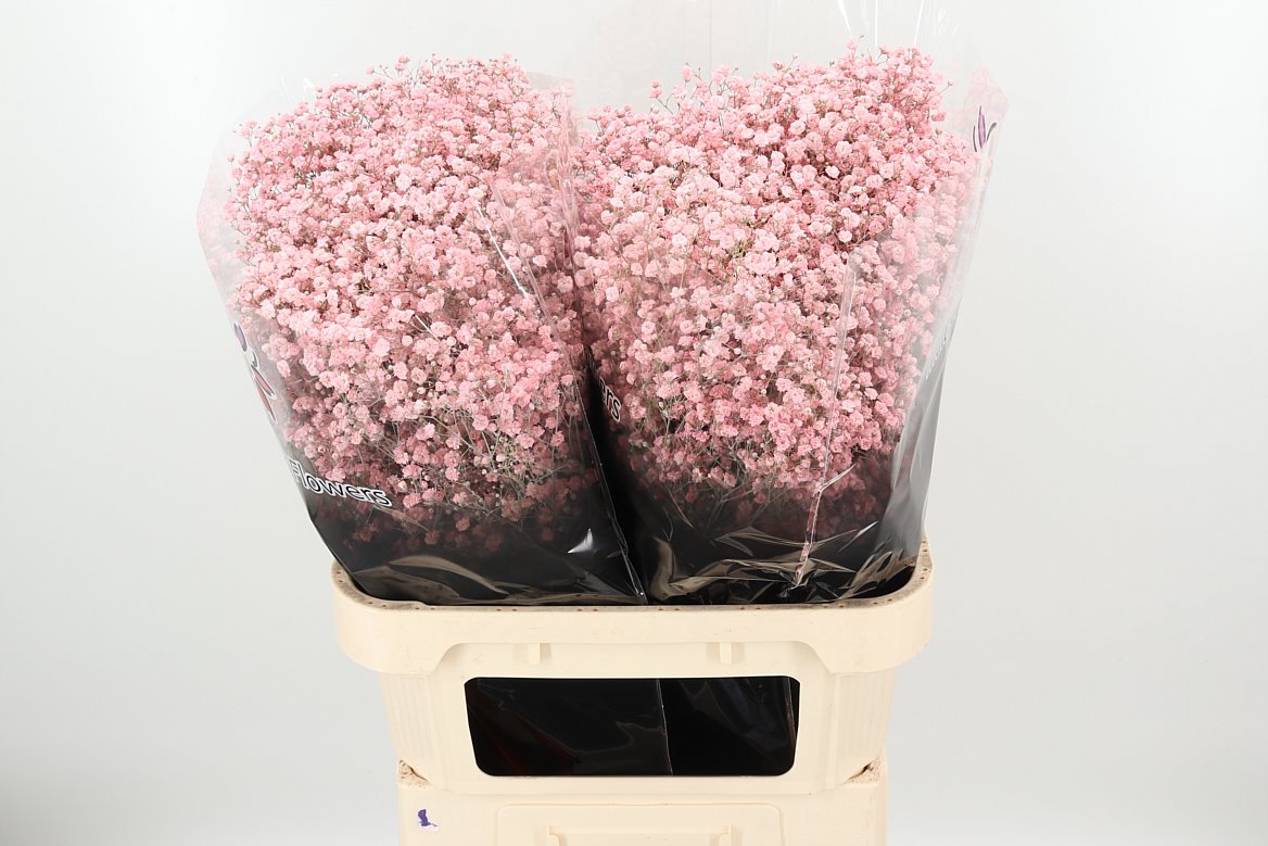 Gyps Dyed Xlence Pale Pink  W 70cm/ (1.42 €/ks)