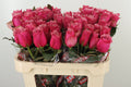 R Gr Majestic Athena  W 70cm/ (1.11 €/ks)