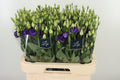 EUS G ROSI BLUE 70 cm/5 en 'op' (1.37 €/ks)