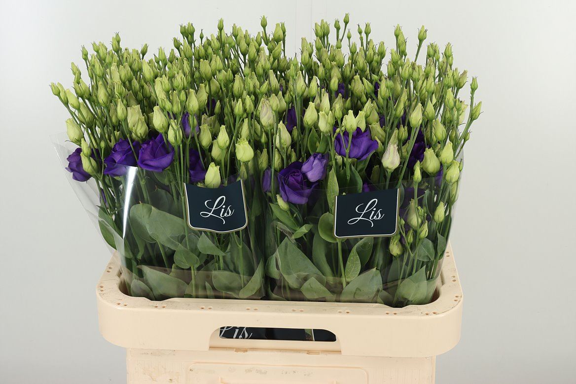 EUS G ROSI BLUE 70 cm/5 en 'op' (1.37 €/ks)