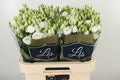 EUS G ROSI  WHITE 70 cm/5 en 'op' (1.69 €/ks)