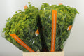 Bupleurum Griffithii W 70cm/ (0.81 €/ks)