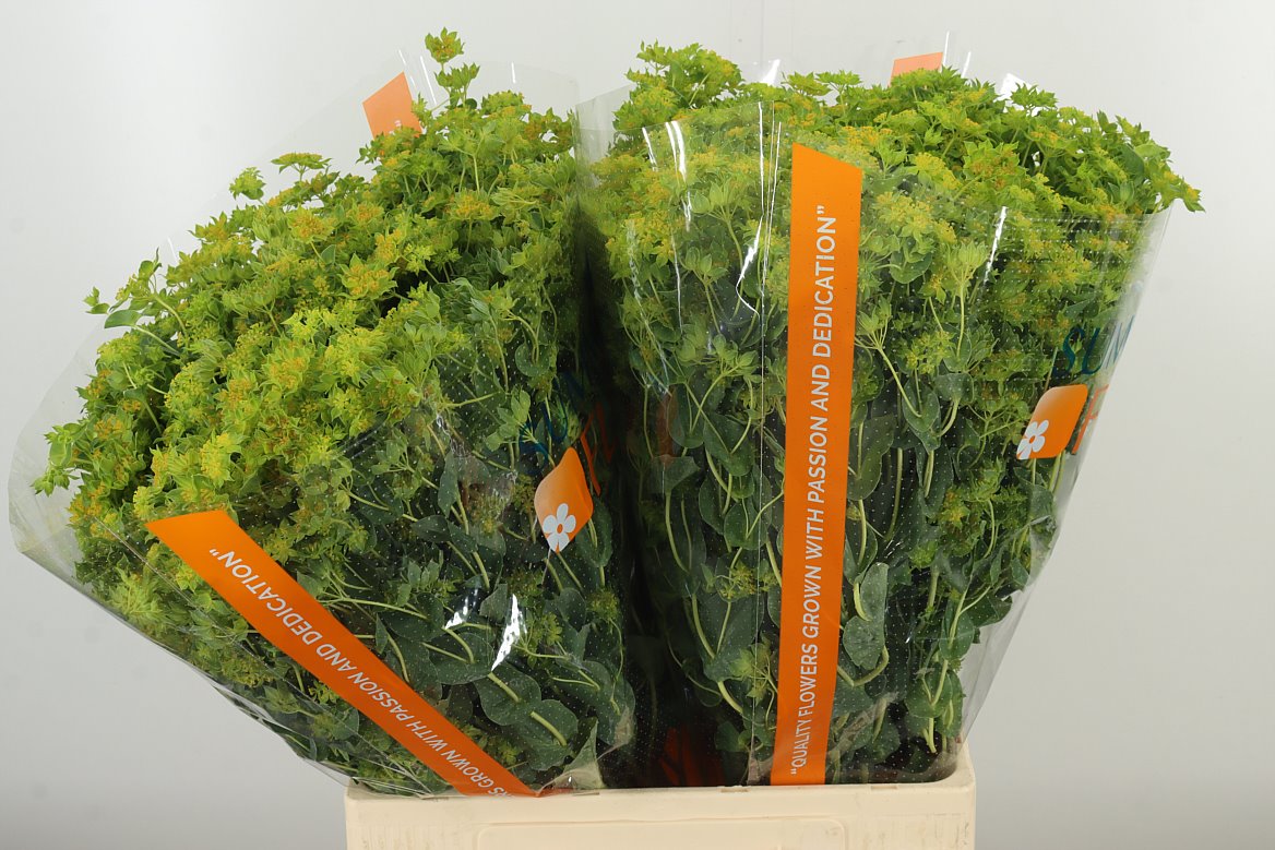 Bupleurum Griffithii W 70cm/ (0.81 €/ks)