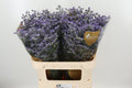 LIM MAINE BLUE 80 cm/35 gram (1.06 €/ks)