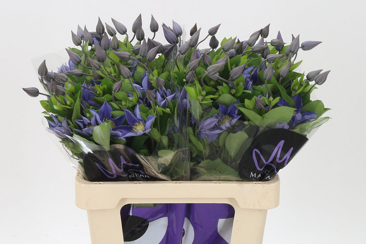 Clematis Amazing Sofia  W 70cm/ (1.32 €/ks)