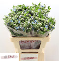 OXY CO TAN PURE BLU 60 cm/ (0.83 €/ks)